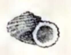 Image de Cyclostrema carinatum H. Adams 1873