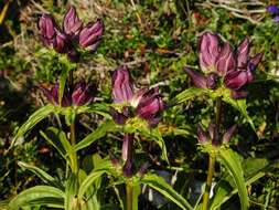 Image de Gentiana pannonica Scop.