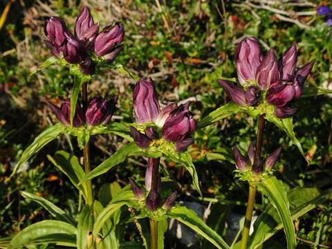 Image de Gentiana pannonica Scop.