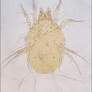 Image of Glycyphagus