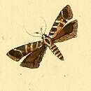 Image of Aristotelia decurtella Hübner (1813)