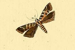 Image of Aristotelia decurtella Hübner (1813)