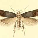 Image of Anacampsis trifoliella Constant 1890