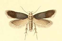 Image of Anacampsis trifoliella Constant 1890
