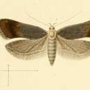 Image of Anacampsis hirsutella Constant 1885