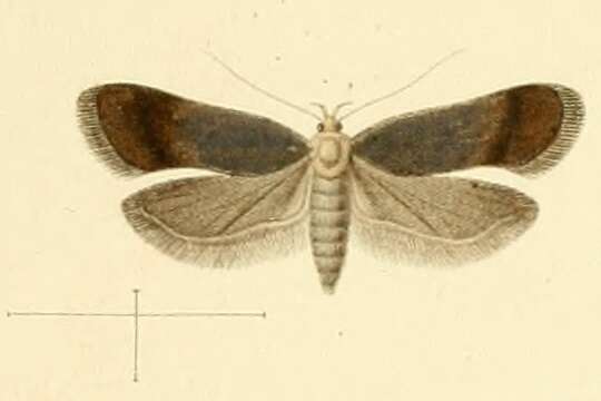 Image of Anacampsis hirsutella Constant 1885