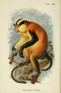 Image of Crested Mona Monkey