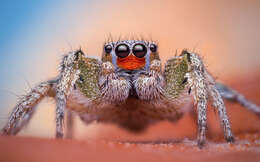 Image of Habronattus virgulatus Griswold 1987