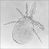 Plancia ëd Trombicula