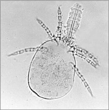 Image of Trombicula