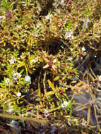 Image de Rotala malabarica A. K. Pradeep, K. T. Joseph & V. V. Sivarajan