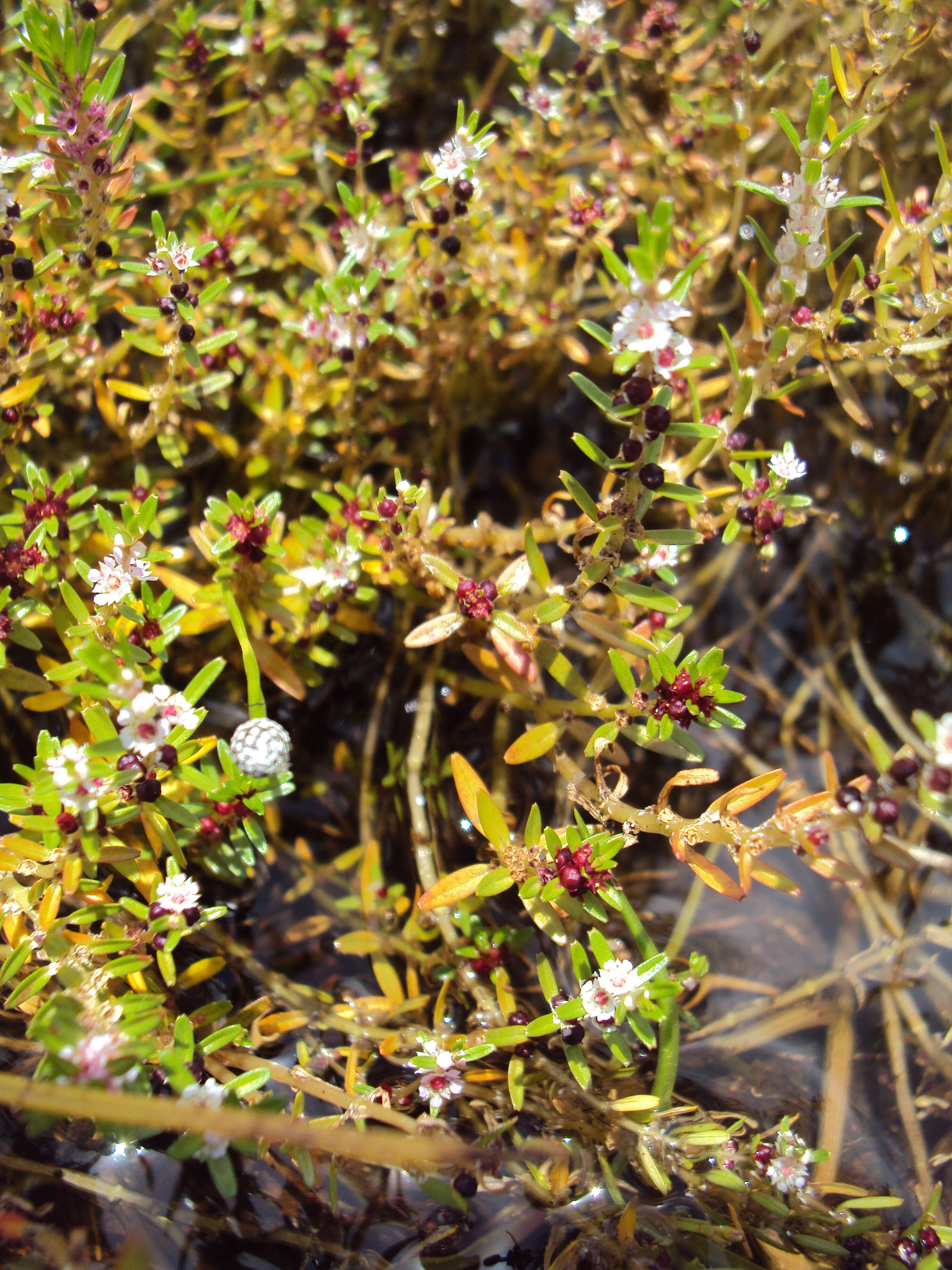 Image de Rotala malabarica A. K. Pradeep, K. T. Joseph & V. V. Sivarajan