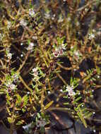 Image of Rotala malabarica A. K. Pradeep, K. T. Joseph & V. V. Sivarajan