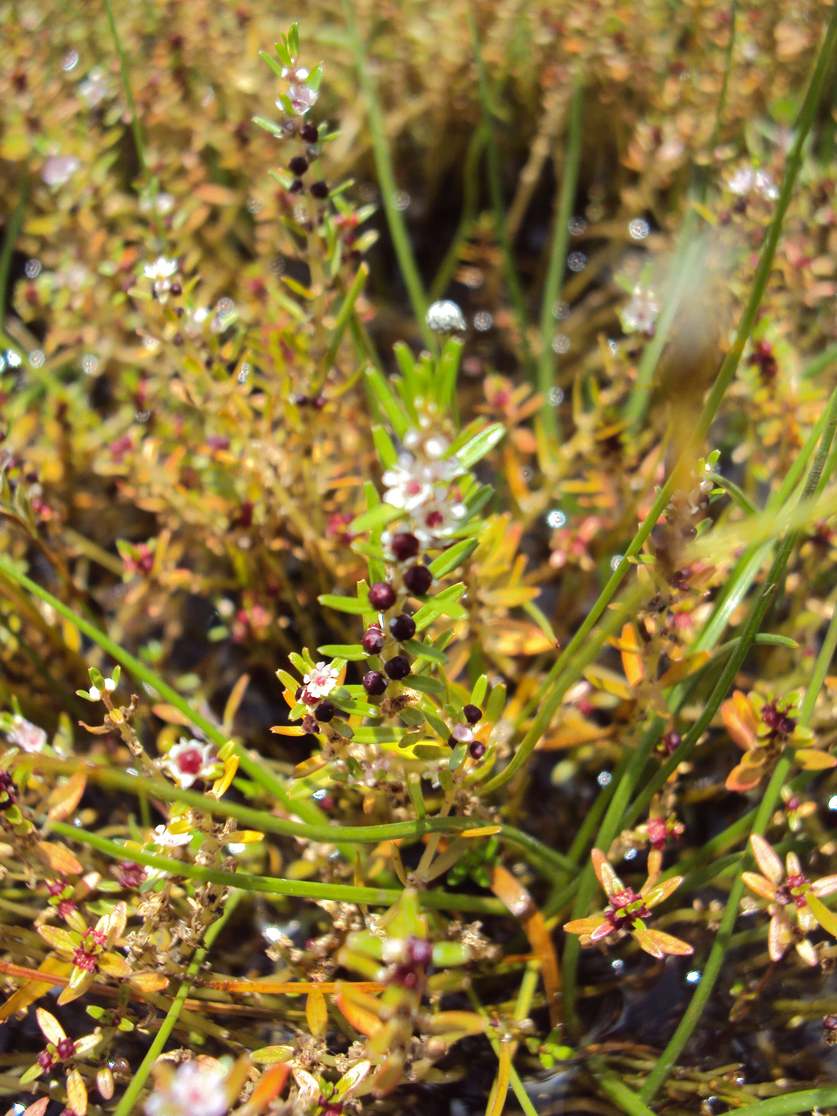 Image of Rotala malabarica A. K. Pradeep, K. T. Joseph & V. V. Sivarajan