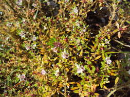 Image of Rotala malabarica A. K. Pradeep, K. T. Joseph & V. V. Sivarajan