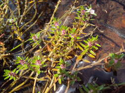 Image de Rotala malabarica A. K. Pradeep, K. T. Joseph & V. V. Sivarajan