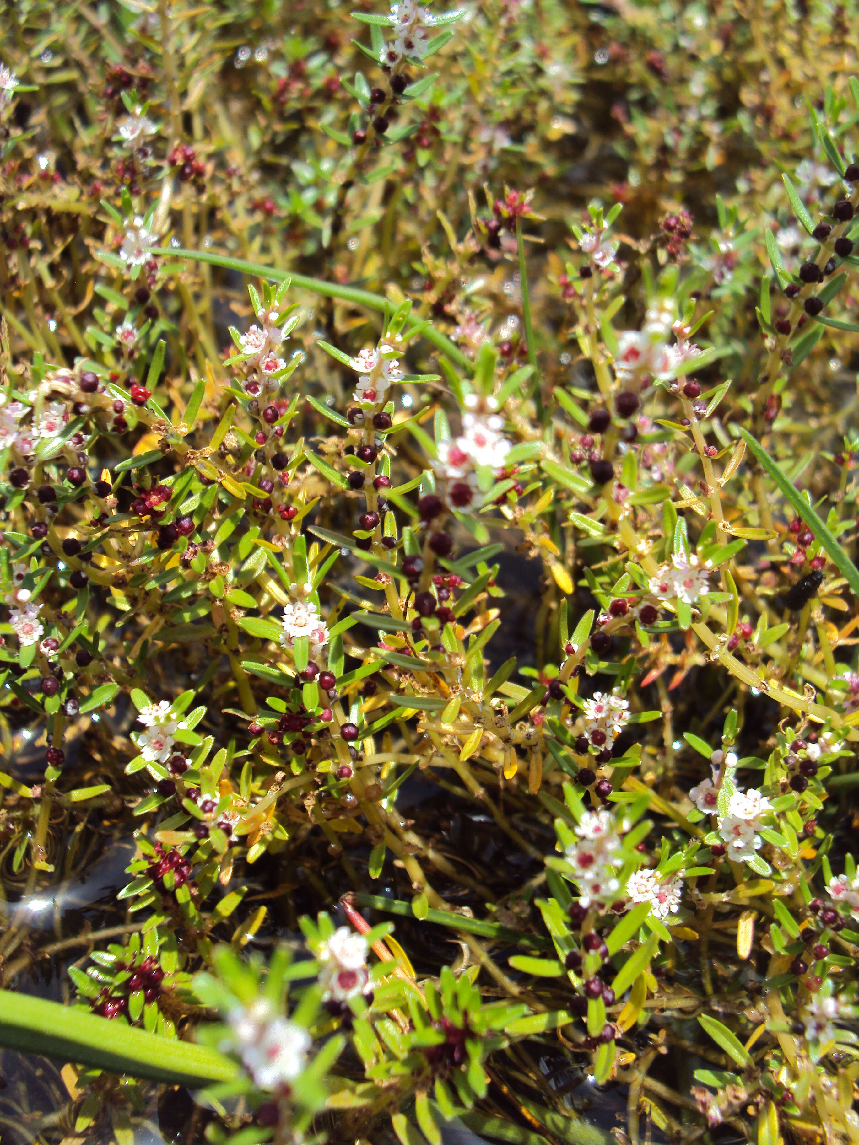 Image de Rotala malabarica A. K. Pradeep, K. T. Joseph & V. V. Sivarajan