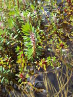 Image de Rotala malabarica A. K. Pradeep, K. T. Joseph & V. V. Sivarajan