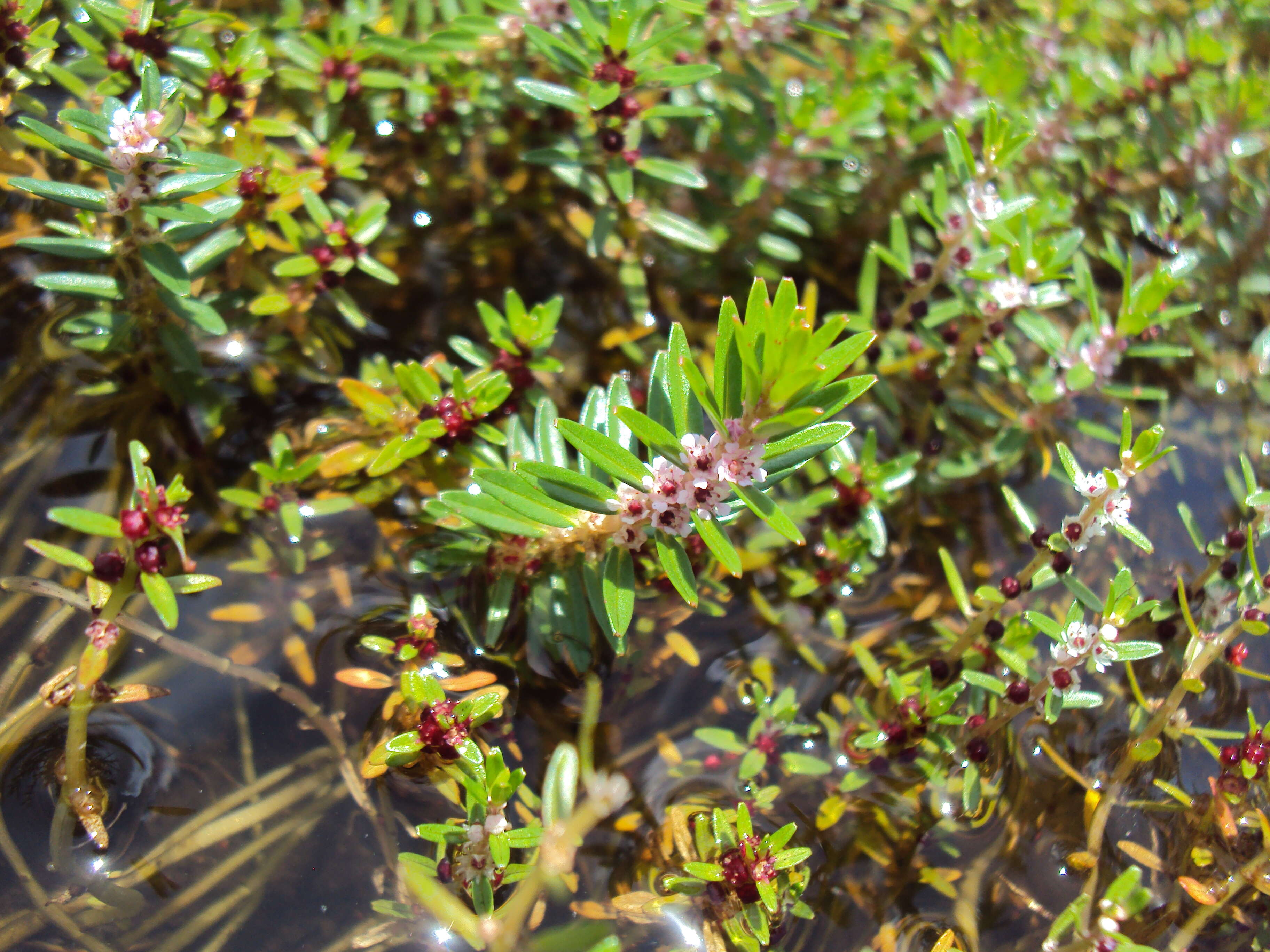 Image of Rotala malabarica A. K. Pradeep, K. T. Joseph & V. V. Sivarajan