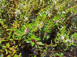 Image of Rotala malabarica A. K. Pradeep, K. T. Joseph & V. V. Sivarajan