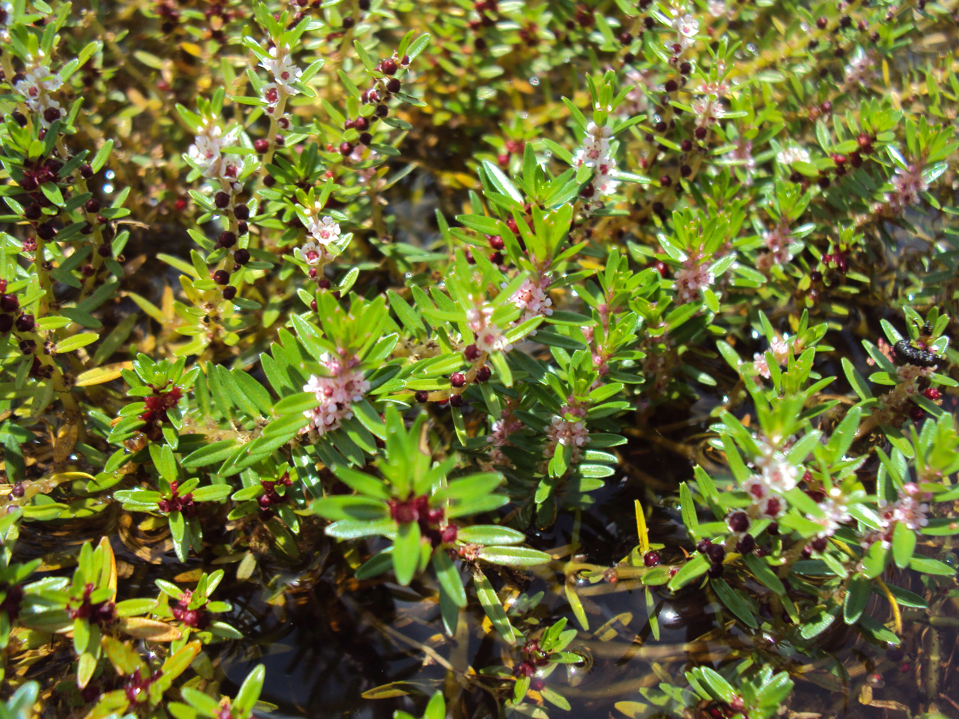 Image de Rotala malabarica A. K. Pradeep, K. T. Joseph & V. V. Sivarajan