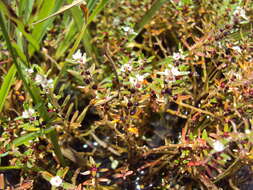 Image of Rotala malabarica A. K. Pradeep, K. T. Joseph & V. V. Sivarajan