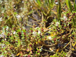 Image of Rotala malabarica A. K. Pradeep, K. T. Joseph & V. V. Sivarajan