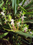 Image de Rotala malabarica A. K. Pradeep, K. T. Joseph & V. V. Sivarajan