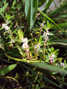 Image of Rotala malabarica A. K. Pradeep, K. T. Joseph & V. V. Sivarajan