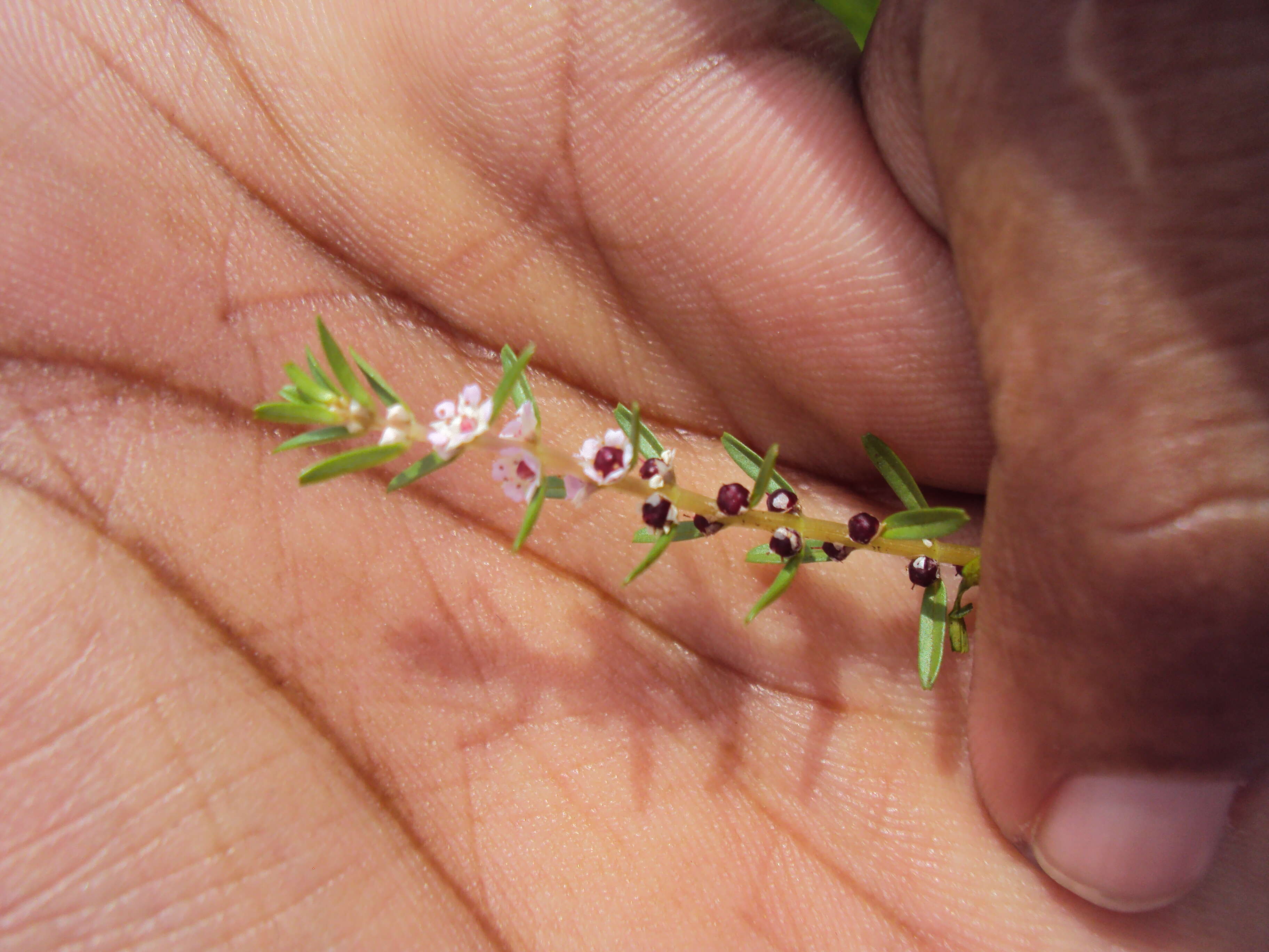 Image de Rotala malabarica A. K. Pradeep, K. T. Joseph & V. V. Sivarajan