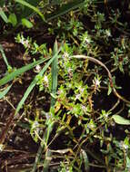 Image de Rotala malabarica A. K. Pradeep, K. T. Joseph & V. V. Sivarajan