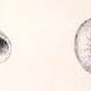 Image de Cyclostrema eumares Melvill 1904