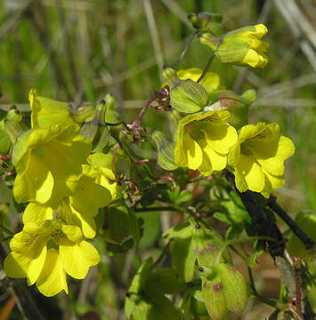 Image of Tropaeolum brachyceras Hook. & Arn.