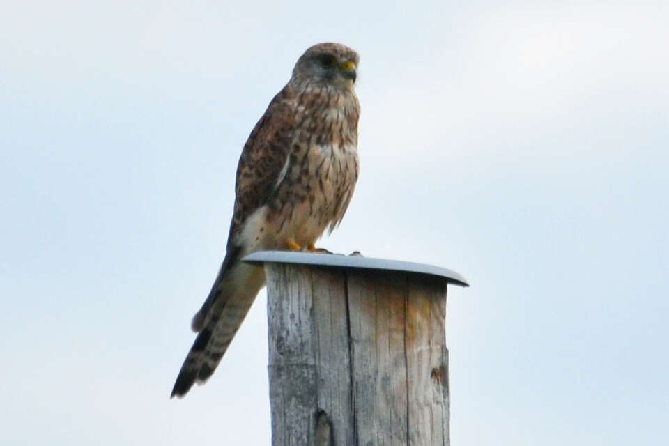 Image of kestrel, common kestrel