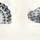Image of Cyclostrema exiguum (Philippi 1849)