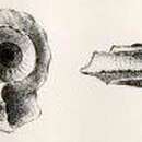 Image of Cyclostrema gyalum Melvill 1904