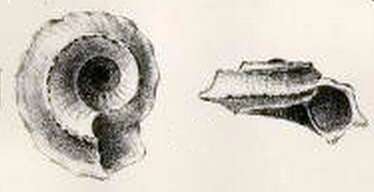 Image of Cyclostrema gyalum Melvill 1904
