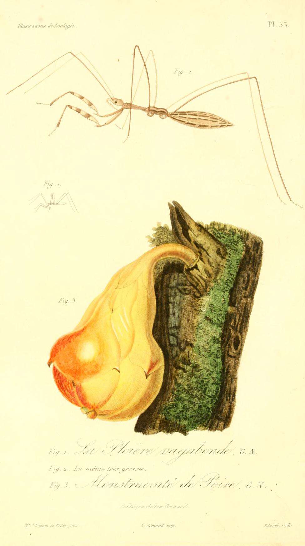 Image de Empicoris vagabundus (Linnaeus 1758)