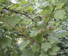 Image of eastern prickly gooseberry