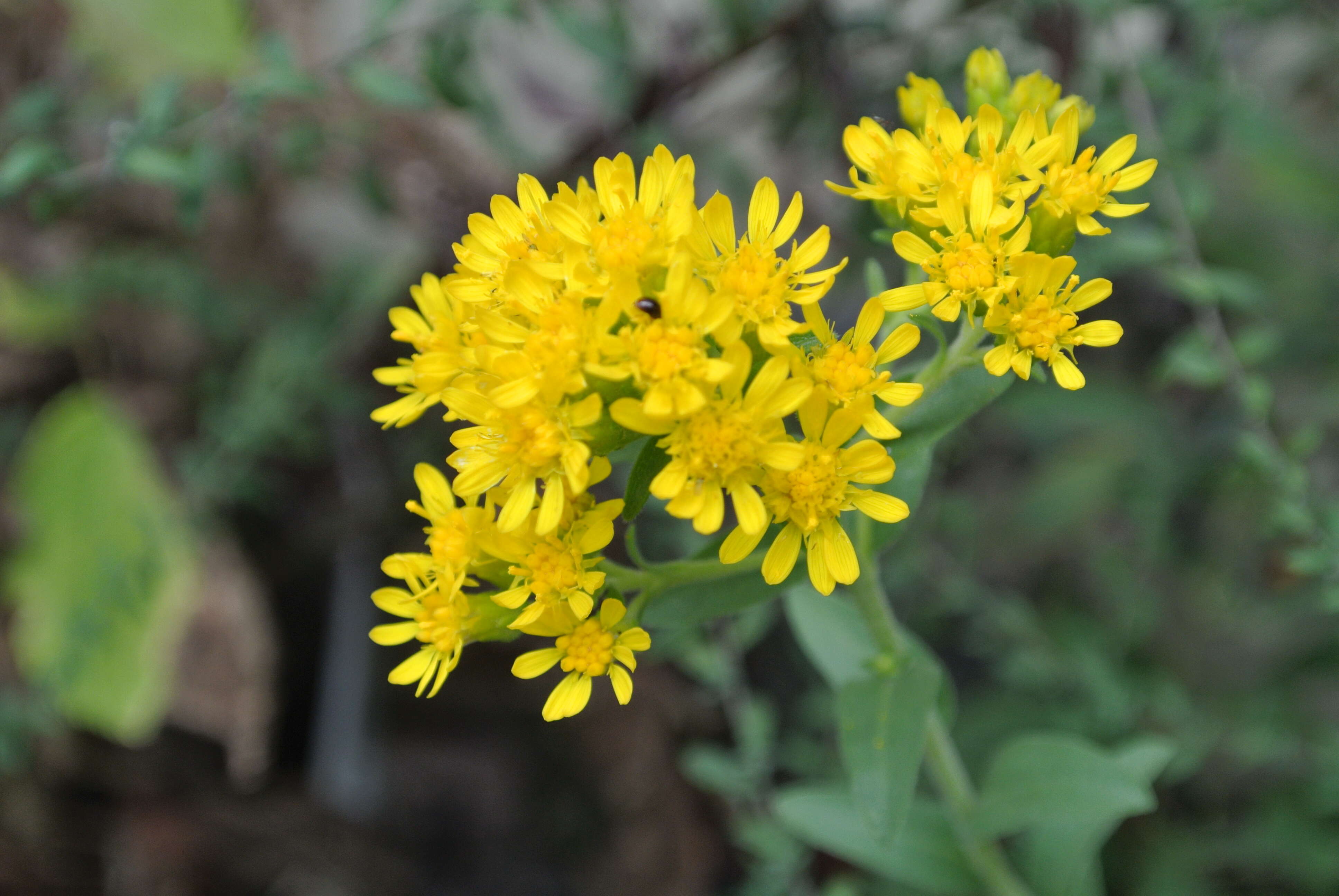 Слика од Solidago rigida L.