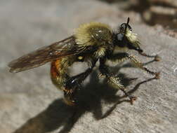 Image of Laphria fernaldi (Back 1904)