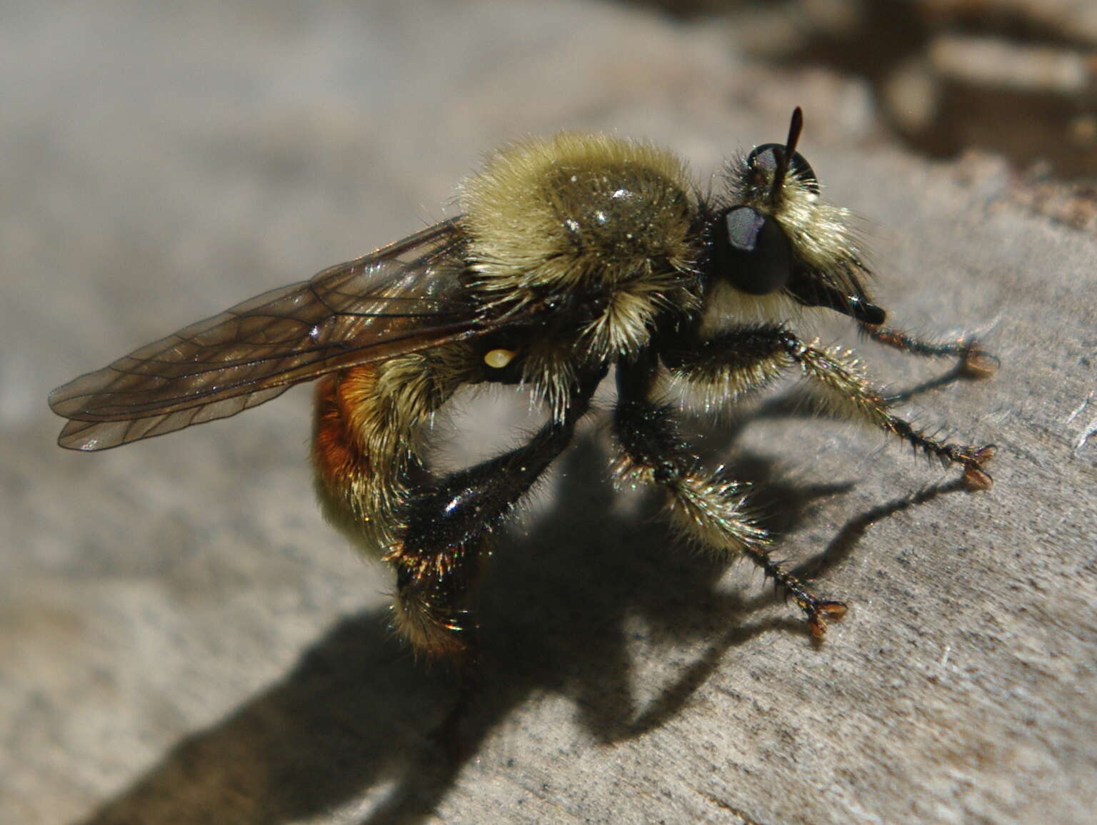 Image of Laphria fernaldi (Back 1904)