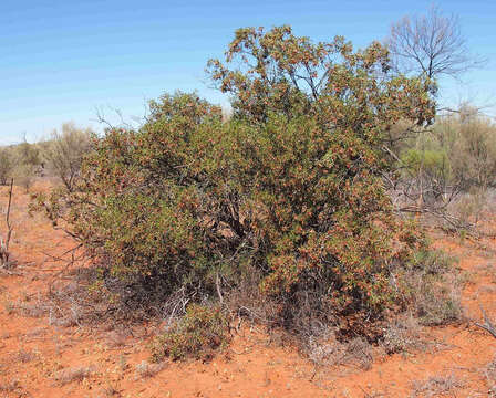 Image of Eremophila neglecta J. M. Black