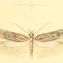 Image of Athrips thymifoliella Constant 1893