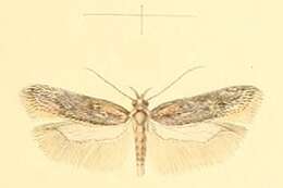 Image of Athrips thymifoliella Constant 1893