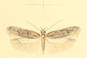 Image of Athrips thymifoliella Constant 1893