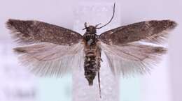 صورة Bryotropha similis Stainton 1854