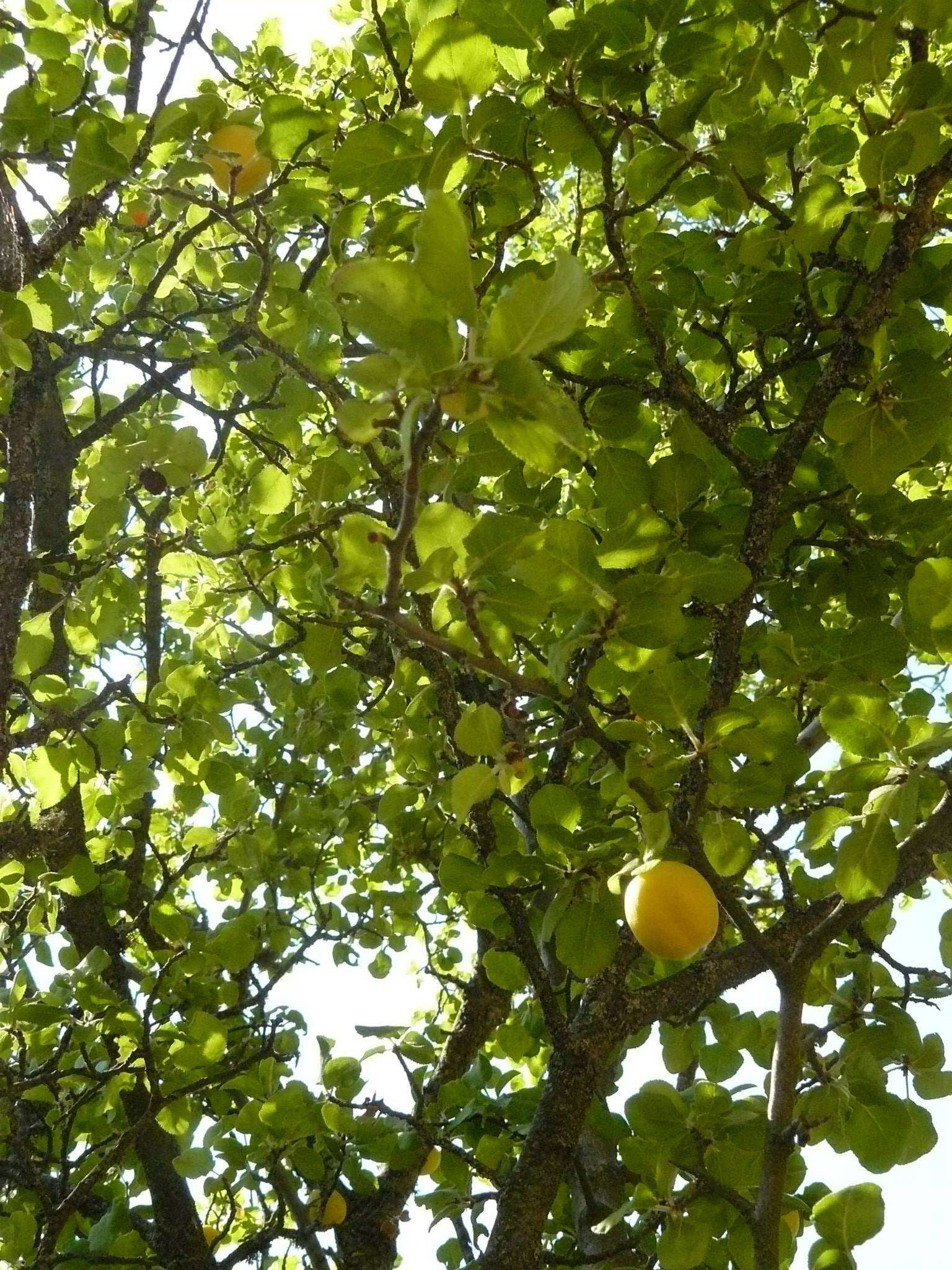 Image de Prunus cocomilia Ten.