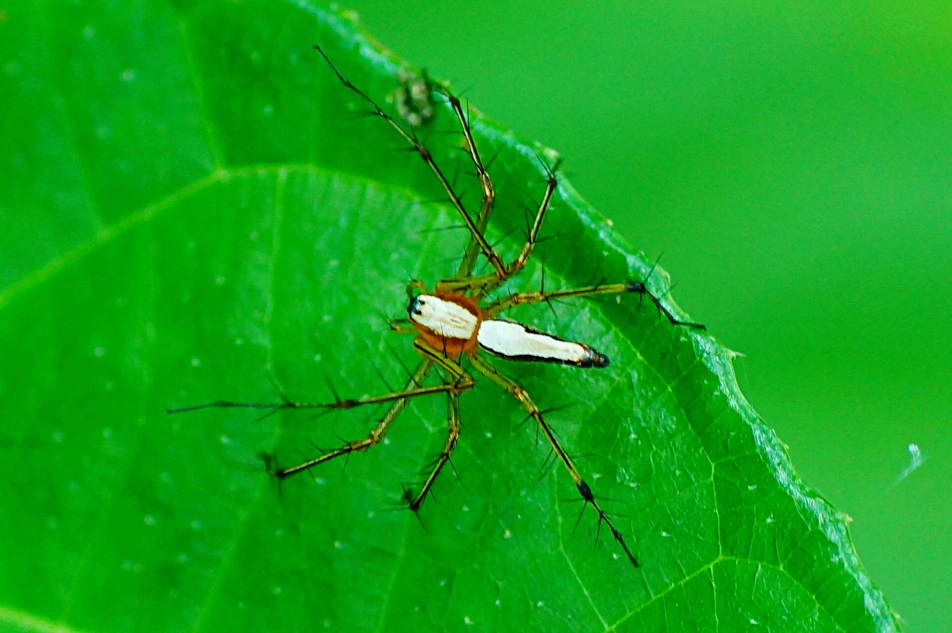 Image of Oxyopes shweta Tikader 1970