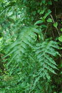 Image of basket fern